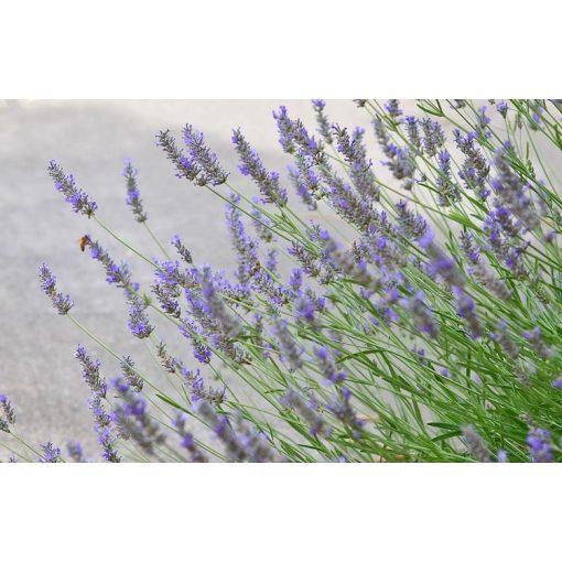 Lavandula intermedia Grosso - Közönséges levendula