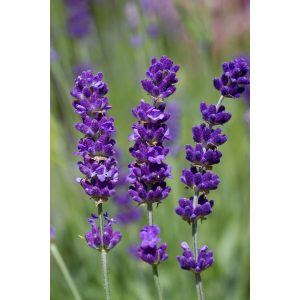 Lavandula angustifolia Havanna - Közönséges levendula