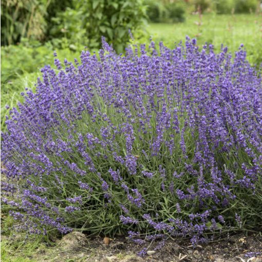 Lavandula angustifolia Imperial Gem - Közönséges levendula