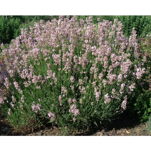 Lavandula angustifolia Loddon Pink - Közönséges levendula