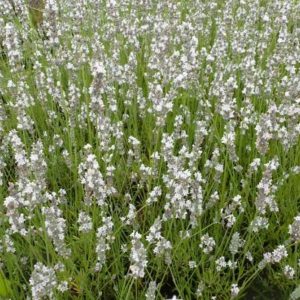 Lavandula angustifolia Silbermöwe - Közönséges levendula