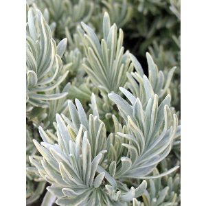 Lavandula angustifolia Silver Edge - Közönséges levendula