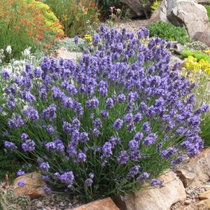   Lavandula angustifolia Thumbelina Leigh - Közönséges levendula