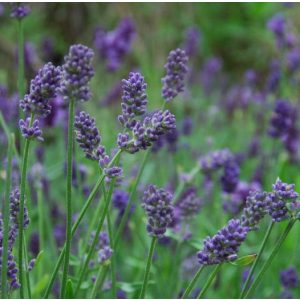 Lavandula intermedia Provence - Angol levendula