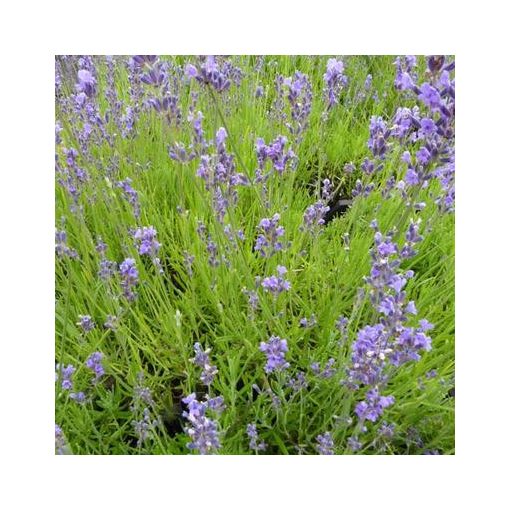 Lavandula intermedia Silver - Angol levendula