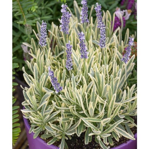 Lavandula angustifolia Platinum Blonde - Közönséges levendula