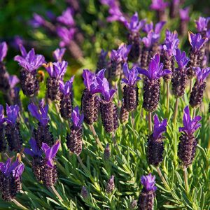 Lavandula stoechas Blue Star - Francia levendula