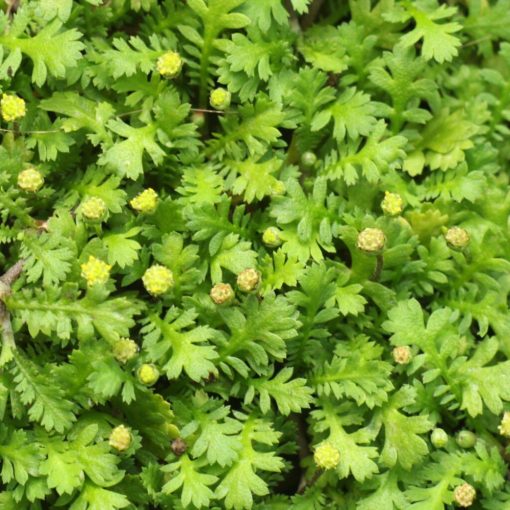 Leptinella dioica Minima - Lúgvirág