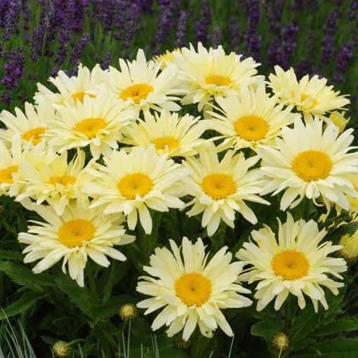 Leucanthemum maximum Banana Cream - Óriás margitvirág