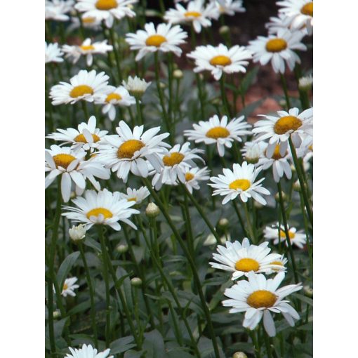 Leucanthemum superbum Becky - Margaréta