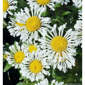 Leucanthemum superbum Lacrosse - Margaréta