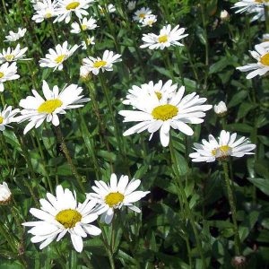 Leucanthemum superbum Polaris - Margaréta