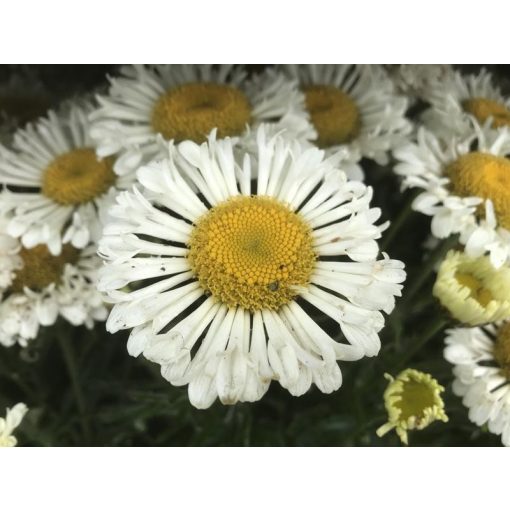 Leucanthemum superbum Real Neat - Margaréta