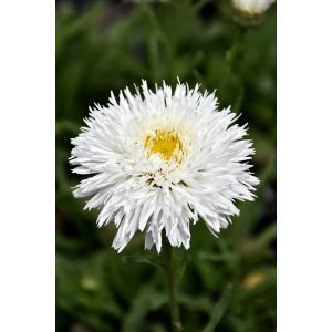 Leucanthemum superbum Sante - Margaréta