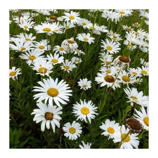 Leucanthemum superbum Silberprinzessche - Margaréta