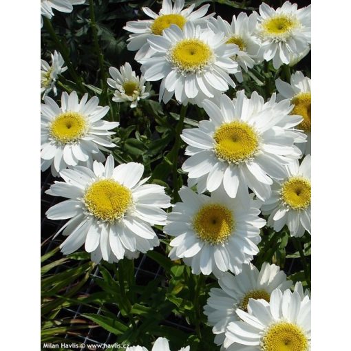 Leucanthemum superbum Snow Lady - Margaréta