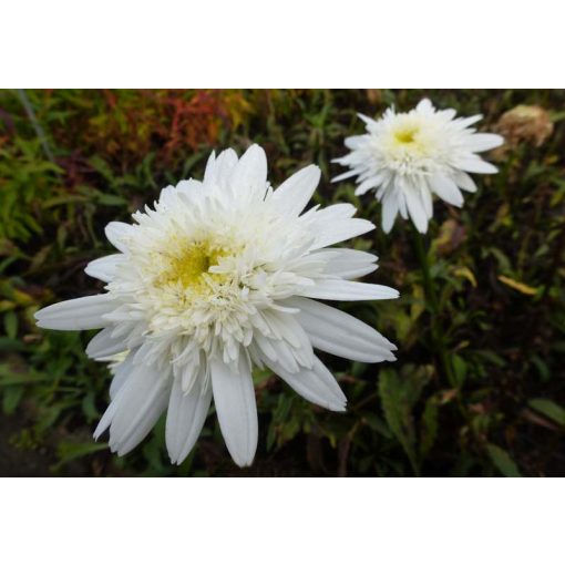 Leucanthemum superbum Stina - Margaréta