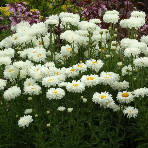 Leucanthemum superbum Victorian Secret - Margaréta