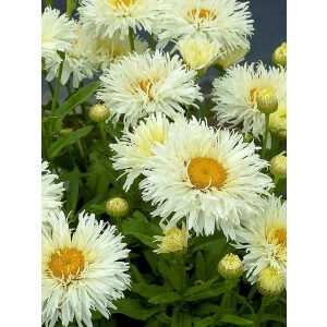 Leucanthemum Kings Crown - Margaréta