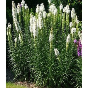 Liatris spicata Alba - Díszcsorba