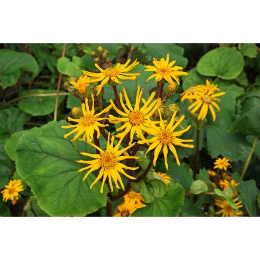 Ligularia dentata - Hamuvirág