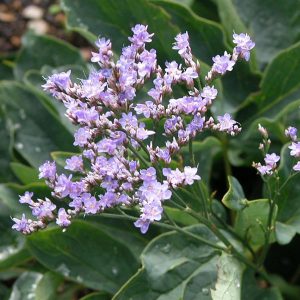 Limonium latifolium Robert Butler - Széleslevelű sóvirág