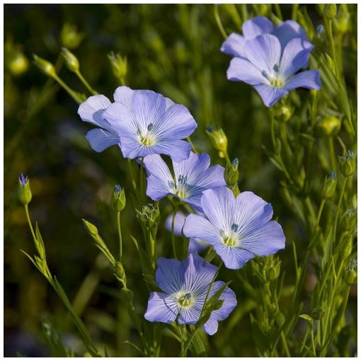 Linum perenne Saphir - Évelő len