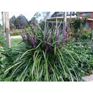 Liriope muscari Amethyst - Gyöngyikés gyepliliom