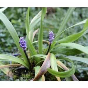 Liriope muscari Curly Twist - Gyöngyikés gyepliliom