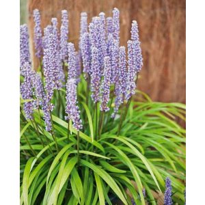 Liriope muscari Ingwersen - Gyöngyikés gyepliliom