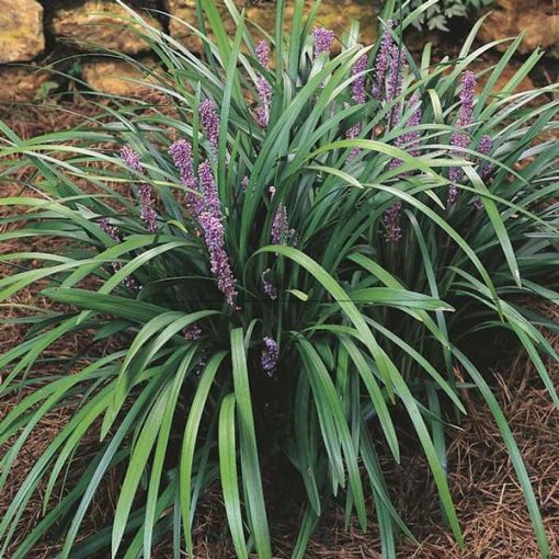 Liriope muscari Majestic - Gyöngyikés gyepliliom