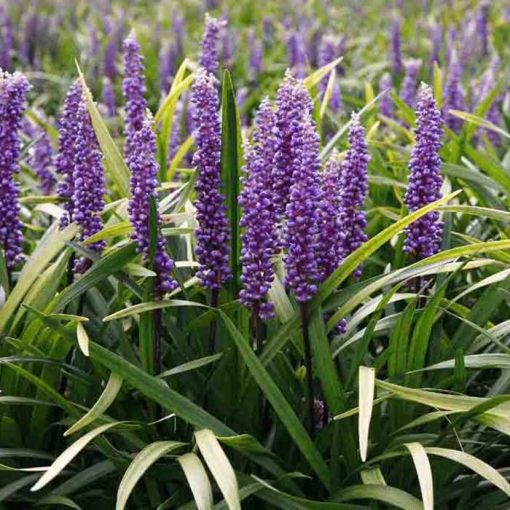 Liriope muscari Moneymaker - Gyöngyikés gyepliliom