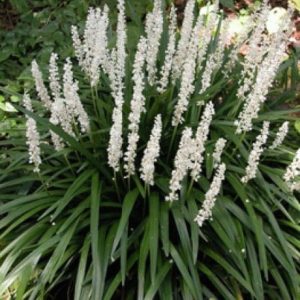 Liriope muscari Monroe White - Gyöngyikés gyepliliom