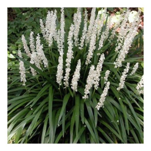 Liriope muscari Monroe White - Gyöngyikés gyepliliom