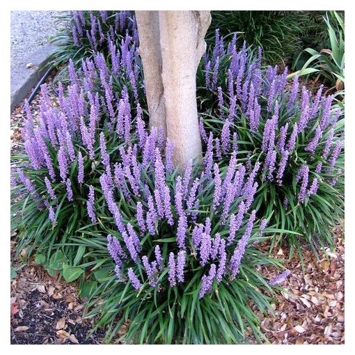 Liriope muscari Royal Purple - Gyöngyikés gyepliliom