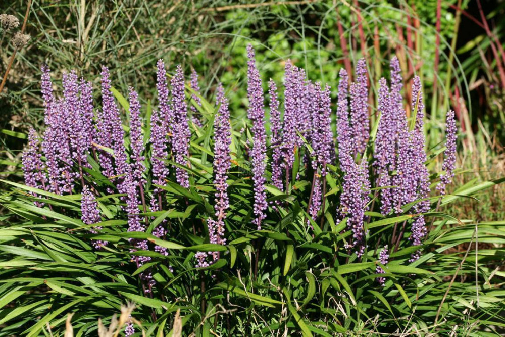 Liriope Muscari Webster Wide Leaf Gyöngyikés G