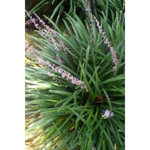 Liriope spicata - Gyöngyikés gyepliliom