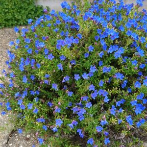 Lithodora diffusa Compact Blue - Kőmagcserje