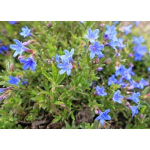 Lithodora diffusa Grace Ward - Kőmagcserje