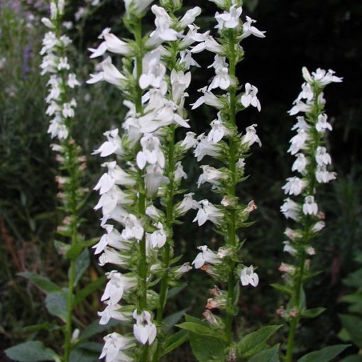 Lobelia siphilitica Alba - Orvosi lobélia