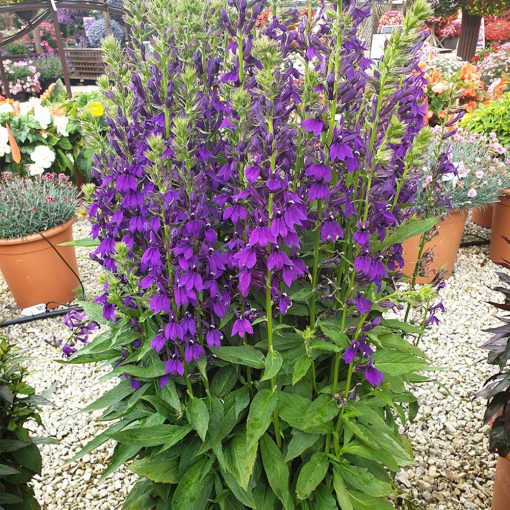 Lobelia speciosa Fanship Blue - Pompás lobélia