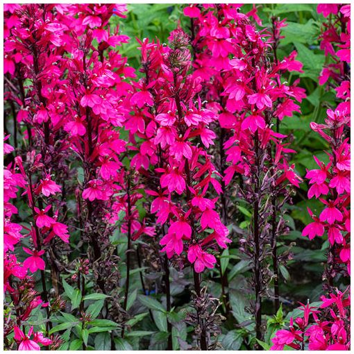 Lobelia speciosa Fanship Deep Rose - Pompás lobélia