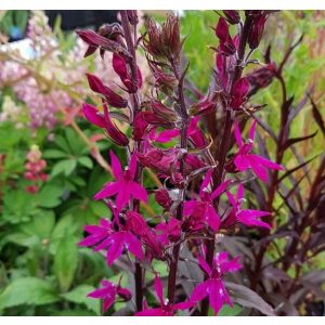 Lobelia Tania - Pompás lobélia