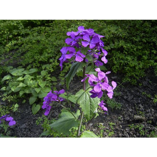 Lunaria annua - Kerti holdviola