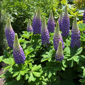 Lupinus Gallery Blue - Csillagfürt