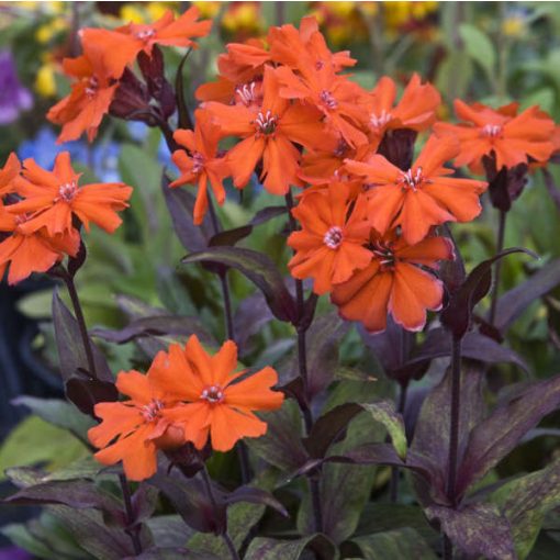 Lychnis arkwrightii Vesuvius - Égővörös kakukkszegfű