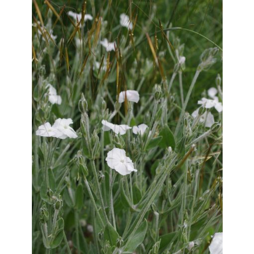 Lychnis coronaria Alba - Bársonyos kakukkszegfű