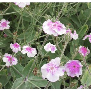 Lychnis coronaria Oculata - Bársonyos kakukkszegfű