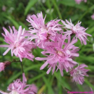 Lychnis flos-cuculi Jenny - Réti kakukkszegfű