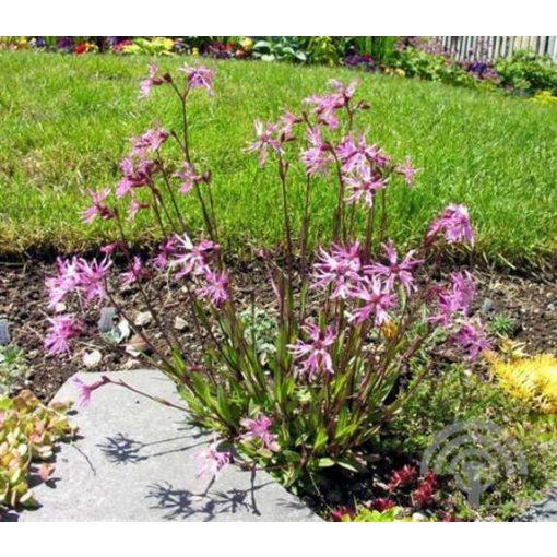 Lychnis flos-cuculi Nana - Réti kakukkszegfű